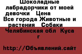 Шоколадные лабрадорчики от моей девочки › Цена ­ 25 000 - Все города Животные и растения » Собаки   . Челябинская обл.,Куса г.